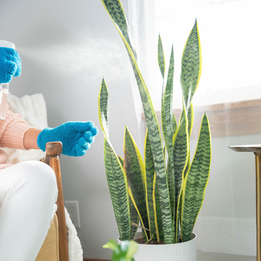 Spray your plants with the peppermint-based plant pest control solution.