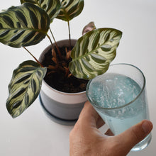 Load image into Gallery viewer, Instant Plant Food (4 Tablet) Indoor & Houseplant Fertilizer