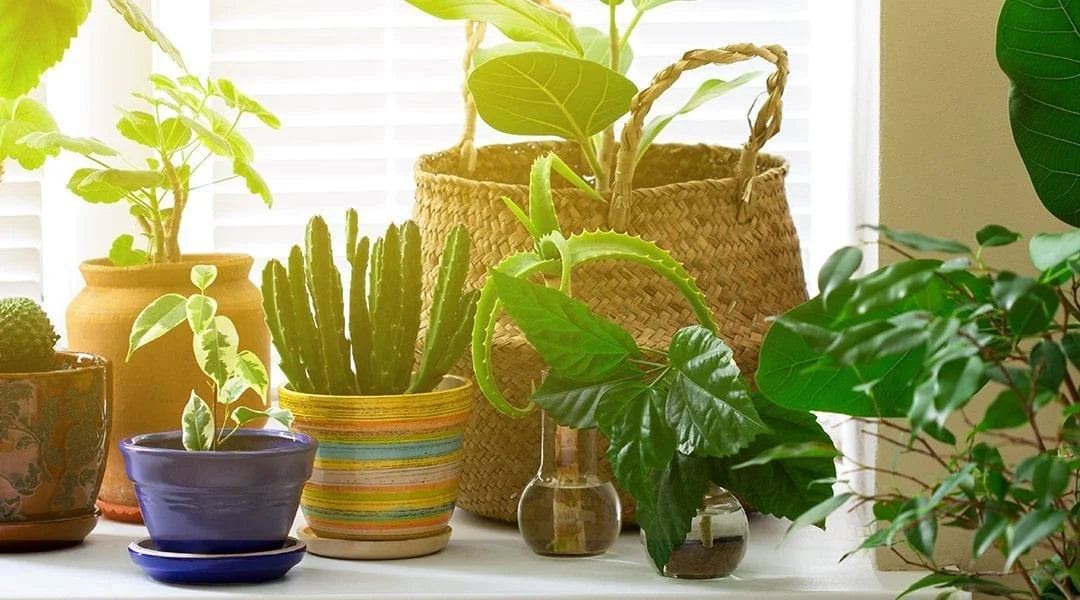 Harnessing Nature's Helpers: Enhancing Houseplant Health with Beneficial Microbes and Instant Plant Support Tablets