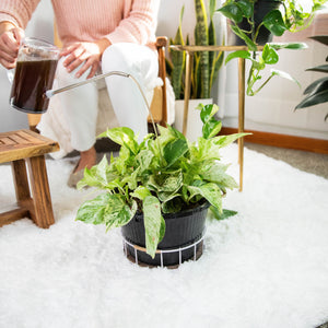 Drop an instant plant support tablet in a watering can, watch it dissolve, and nourish your planting soil with beneficial microbes for optimal plant health. No measuring, no mixing and now messy liquids or dust. Odorless too.