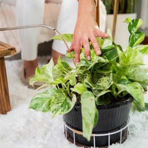 Healthy soil microbes help your plants grow their best.