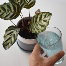 Load image into Gallery viewer, Drop a tablet of Instant Plant Food in a glass of water or watering can, watch the tablet dissolve, and water your plants with the solution.
