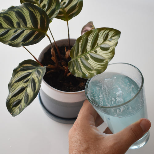 Drop a tablet of Instant Plant Food in a glass of water or watering can, watch the tablet dissolve, and water your plants with the solution.